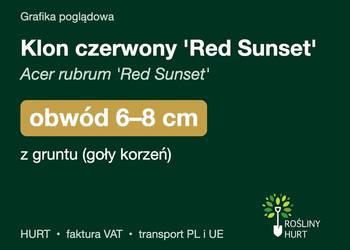 Klon czerwony 'Red Sunset' (Acer rubrum) obwód 6-8 cm, z gruntu – HURT