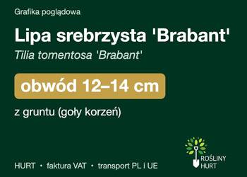 Lipa srebrzysta 'Brabant' obwód 12-14 cm, z bryłą – HURT
