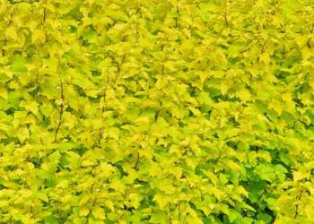 Pęcherznica kalinolistna 'Luteus' (żółtolistna) 30-50 cm, donica 2 l