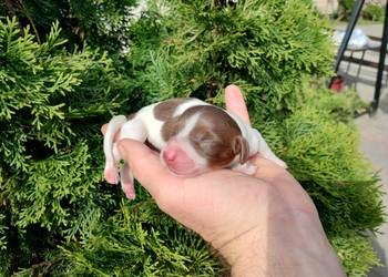 Jamnik długowłosy Piebald Choco Czekoladowy