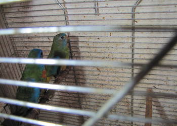 Łąkówki wspaniałe