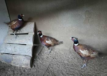 Bażant obrożny tegoroczny