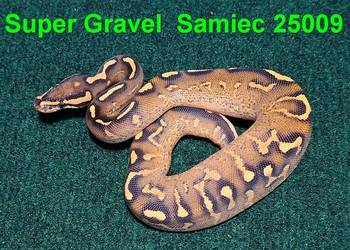 Pyton królewski Super Gravel samiec