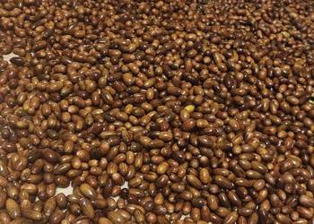 Sprzedam żołędzie szypułkowe Sprzedam żołędzie szypułkowe