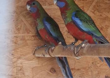 Rozelle królewskie Rozelle królewskie