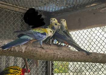 Papugi Rozelle – różne rodzaje