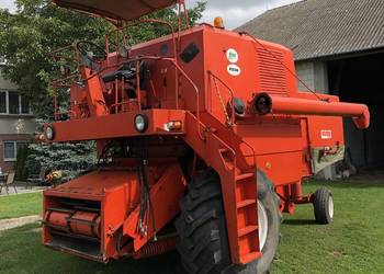 Ładny bizon super z056
