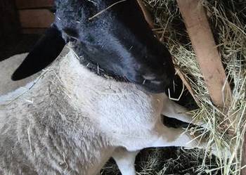 Baranek Dorper. Kastrat. Owce, Baran.