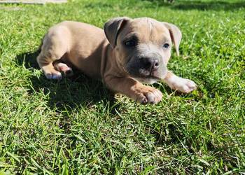 Szczeniak - Amstaff