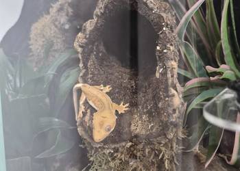 Gekon orzęsiony z terrarium bioaktywnym + suplementy