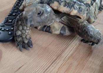 Żółw Obrzeżony samica.