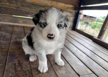 Border Collie suczka blue merle