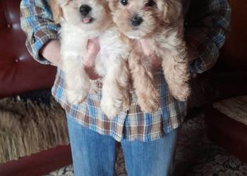 Maltipoo maltanczyk/pudel toy red