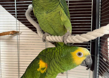 Papugi Amazonka Niebieskoczelna