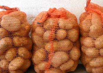 Ziemniaki Jadalne TRANSPORT GRATIS