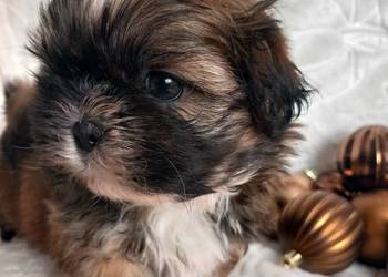 Shih-Tzu  chłopiec odbiór w grudniu