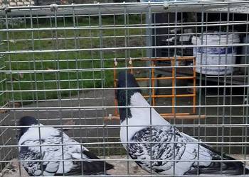 Para strasserów  morawskich