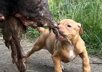Szczenięta Amerykańskiego Pitbull Teriera