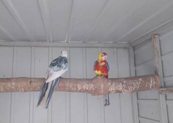 Rozella królewska i białolica