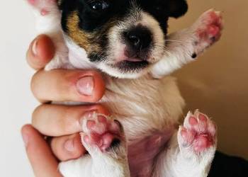 Jack Russell Terrier - szczenięta z metrykami ZKwP (FCI)