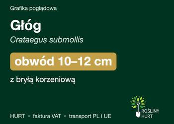 Głóg (Crataegus submollis) obwód 10-12 cm, z bryłą – HURT