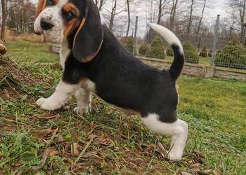 Szczeniak beagle, mały piesek