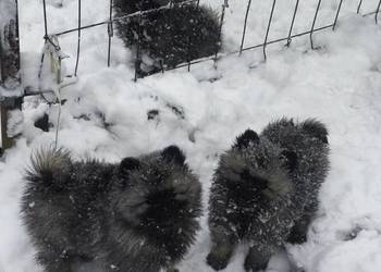 Szpic wilczy szczeniaki suczki i psy