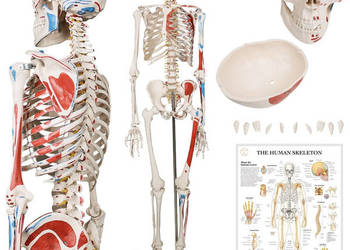 Szkielet anatomiczny człowieka