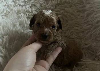 Unikatowy piesek cockapoo f1b mama cockapoo tata pudel toy red jedyny taki