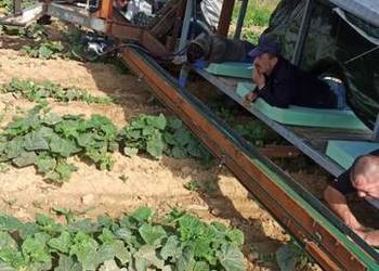 Samolot do zbioru ogórków