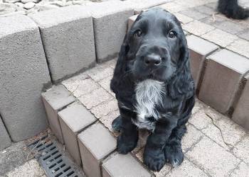 Cocker Spaniel Angielski -Czarne Cuda