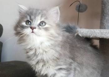 Śliczna Niebieska Kotka Syberyjska Xanti*PL z Rodowodem PZF/WCF