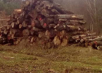 TANIE DREWNO KOMINKOWE I OPAŁOWE. TRANSPORT GRATIS