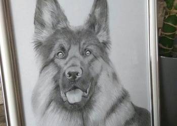 Portret psa szkic obraz ołówkiem rysunek owczarek niemiecki