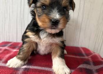 Do Rezerwacji Pestka Yorkshire Terrier Biewer