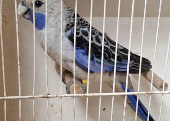 Rozella królewska samiec