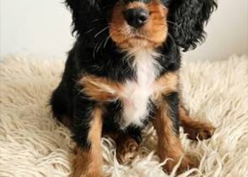 Cavalier king charls spaniel