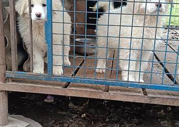 Owczarek Podhalański