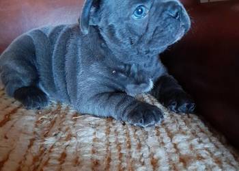 Buldog francuski piesek