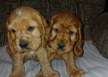 Śliczne Szczenięta Cocker Spaniel Angielski