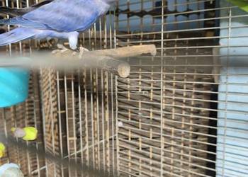 Aleksandretty Obrożne