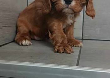 *** Cavalier King Charles Spaniel Dziewczynka Ruby ***