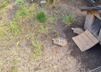Żółw Żółtogłowy Podługowaty Indotestudo elongata