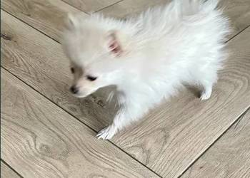 szpic miniaturowy - suczka