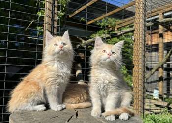 Maine Coon Kotka WCF 5 Pokoleniowy Rodowód