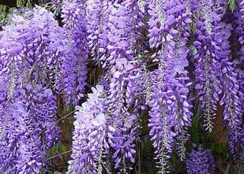 P9 WISTERIA GLICYNIA CHIŃSKA HURT 50 SZTUK