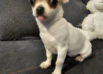 Chihuahua mini