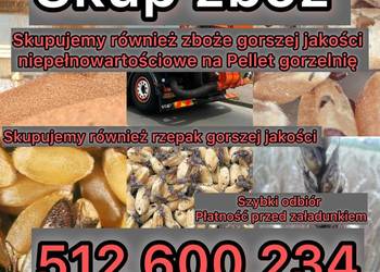 Zboże pszenica pszenżyto rzepak odbiór cała Polska