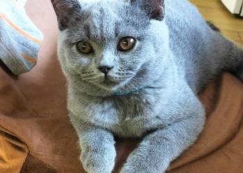 Piękny Waldi już do odbioru Rodowód Międzynarodowy