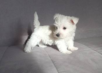 West Highland White Terrier | ZKwP FCI